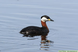 Gråhakedopping, Podiceps grisegena